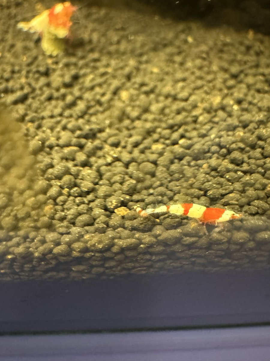 マタキチ tweet media