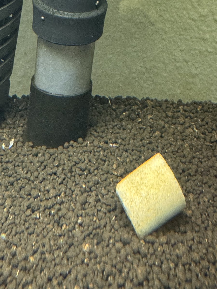 マタキチ tweet media