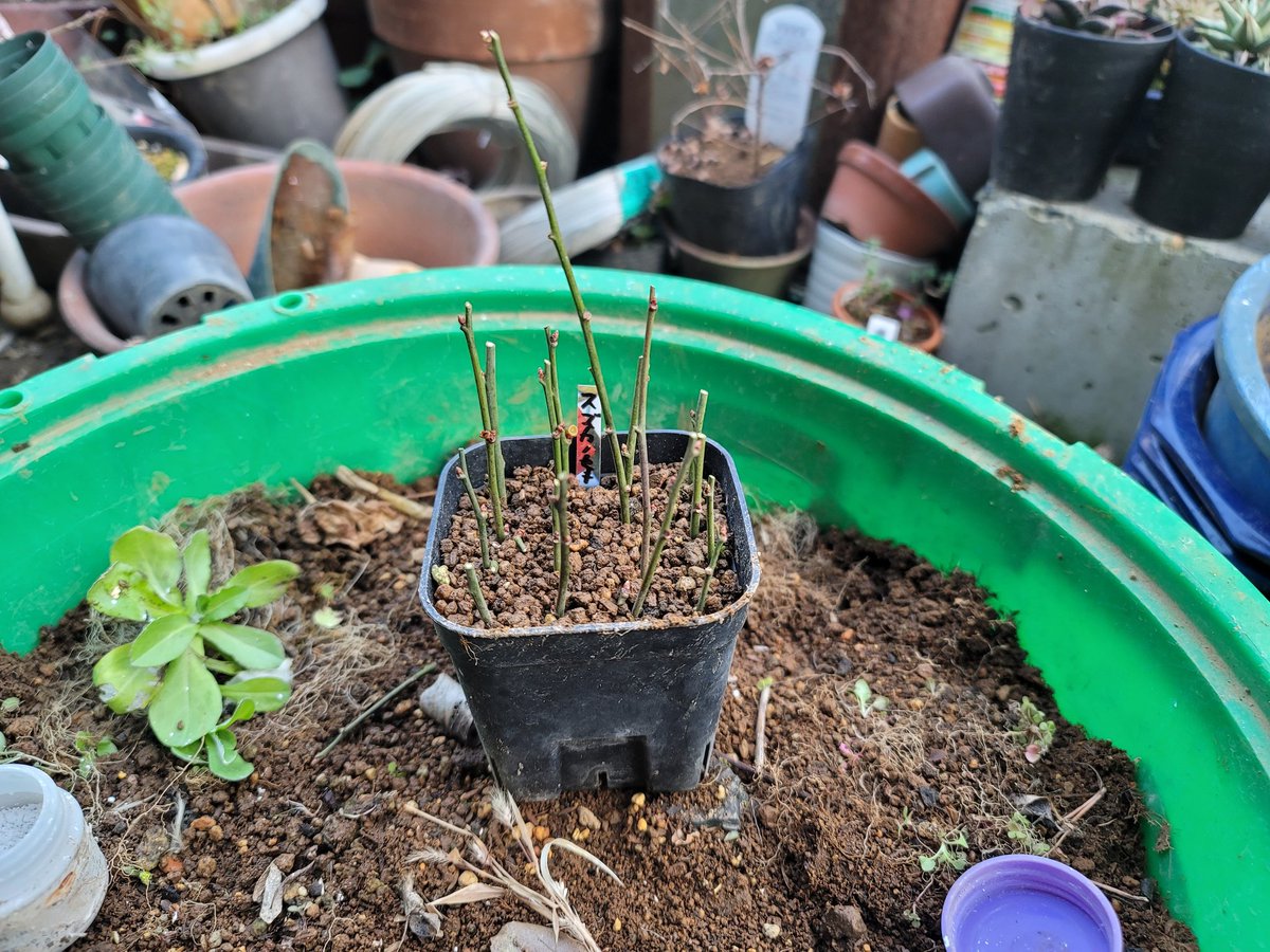 今年の分を挿し木 鈴鹿の関は好きすぎて地植にしてあるので毎年