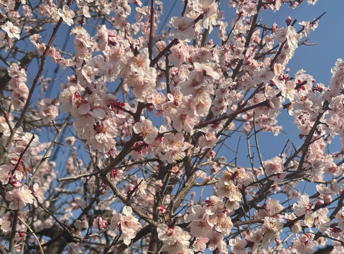 jun_eventually's tweet photo. 気づいたら3月になってました🎎
我が家の庭に、梅の花が咲いてキレイ✨
朝からメジロのカップルが遊びに来て、
ほっこり☺️
今日は上手く撮れなかったので、昨年に撮ったメジロの画像を添えて🦜 https://t.co/zUWw5LzgkA