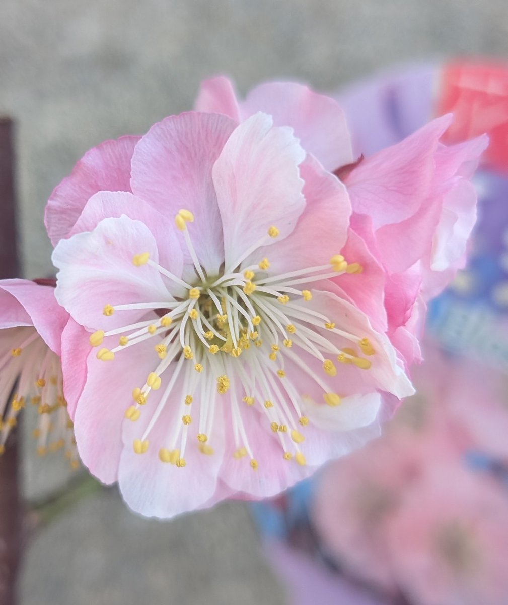 鉢〇 tweet media