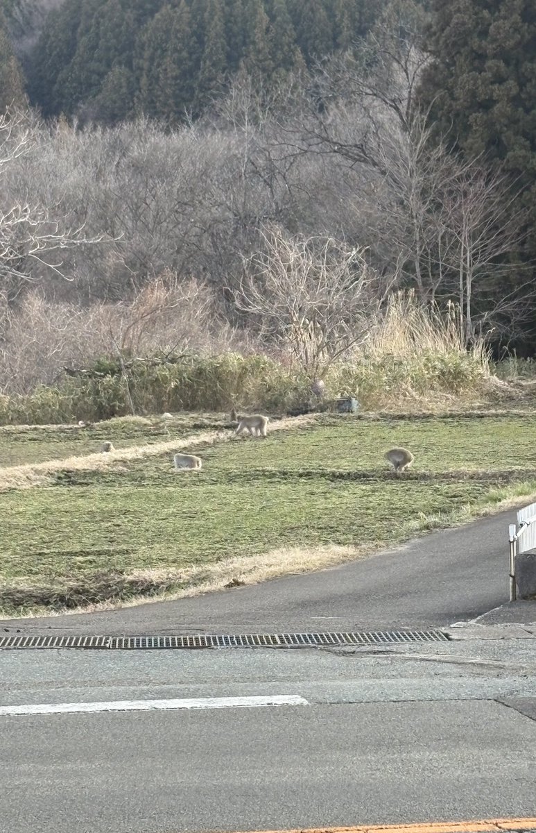 帰り道。
サルさん達が自然で遊んでたw