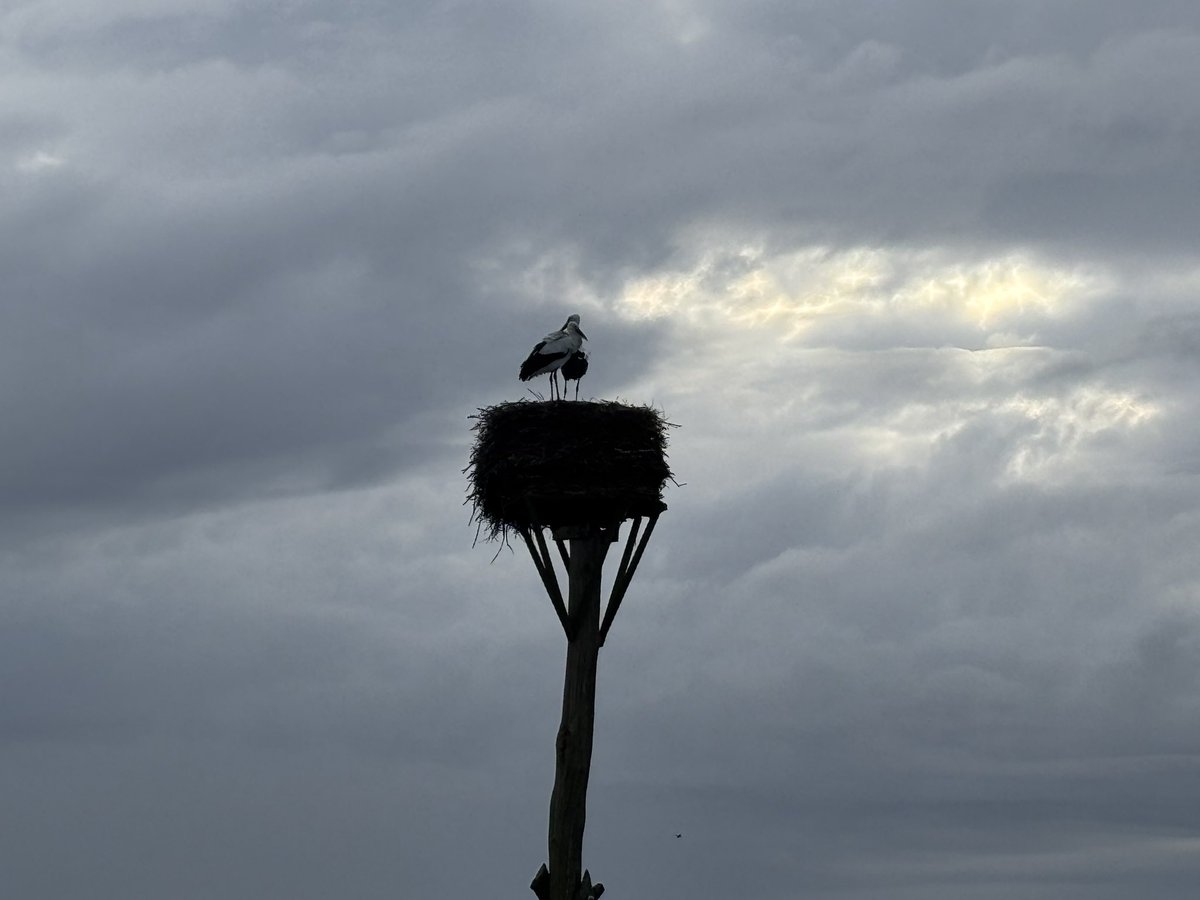 Mpvanderwal's tweet photo. Ooievaars nest bij Zalk zit vol!
#Zalk #Zwolle #OnTheMove https://t.co/s0GIGuxDqO