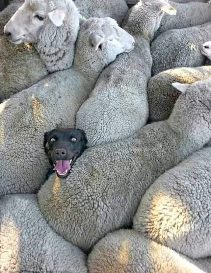 ठरकी लेहरू tweet media