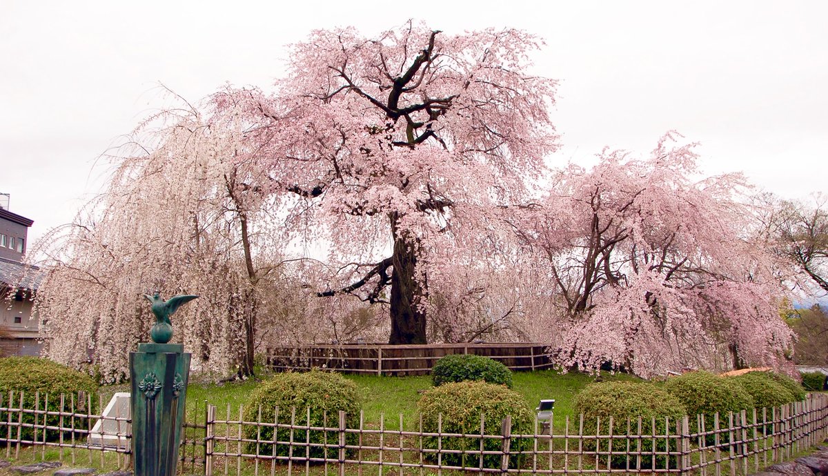 【京都府のお花見スポットまとめ】

・1枚目：醍醐寺（京都市伏見区） 
・2枚目：仁和寺(京都市右京区）
・3枚目：嵐山（京都市右京区）
・4枚目：円山公園（京都市東山区）
・淀水路(京都市伏見区)
・清水寺(京都市東山区） 
・知恩院(京都市東山区)
・高台寺(京都市東山区)