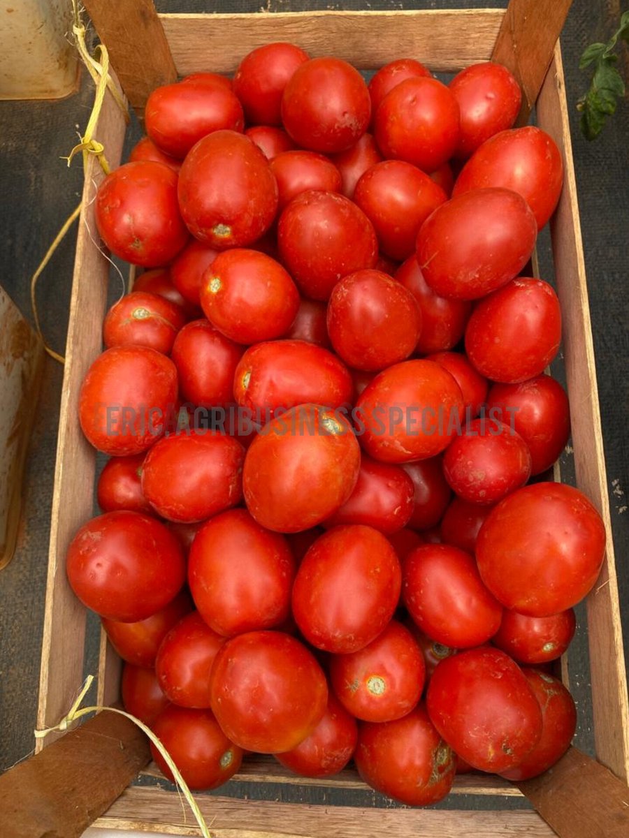 UsengimanaEric8's tweet image. After #zucchini, #tomato farming is another highly profitable #agribusiness I have personally seen and practiced. The demand for tomatoes is consistently high because they are among the most widely consumed vegetables worldwide.
#AgribusinessManagement
