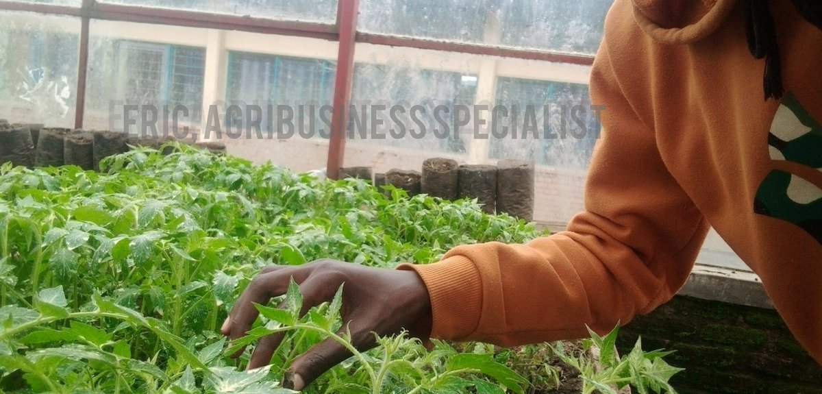 UsengimanaEric8's tweet image. After #zucchini, #tomato farming is another highly profitable #agribusiness I have personally seen and practiced. The demand for tomatoes is consistently high because they are among the most widely consumed vegetables worldwide.
#AgribusinessManagement