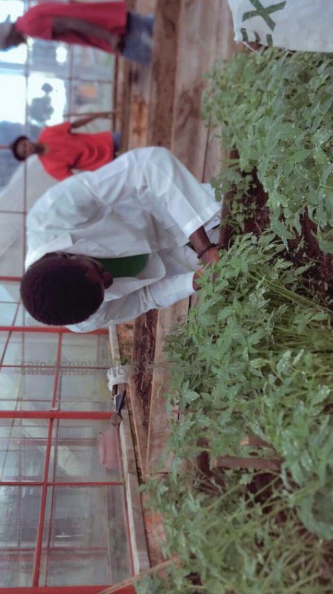 UsengimanaEric8's tweet image. After #zucchini, #tomato farming is another highly profitable #agribusiness I have personally seen and practiced. The demand for tomatoes is consistently high because they are among the most widely consumed vegetables worldwide.
#AgribusinessManagement