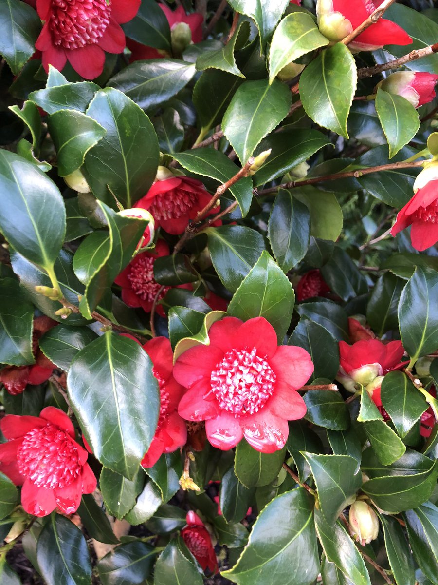 MDeFreese's tweet photo. Yesterday, I walked 9km around the @EdenProject in Cornwall, UK β followed by tea and scones. πΏβ #EdenProject #SustainableTourism #Regeneration #NatureLovers https://t.co/2b3H1V22Ci