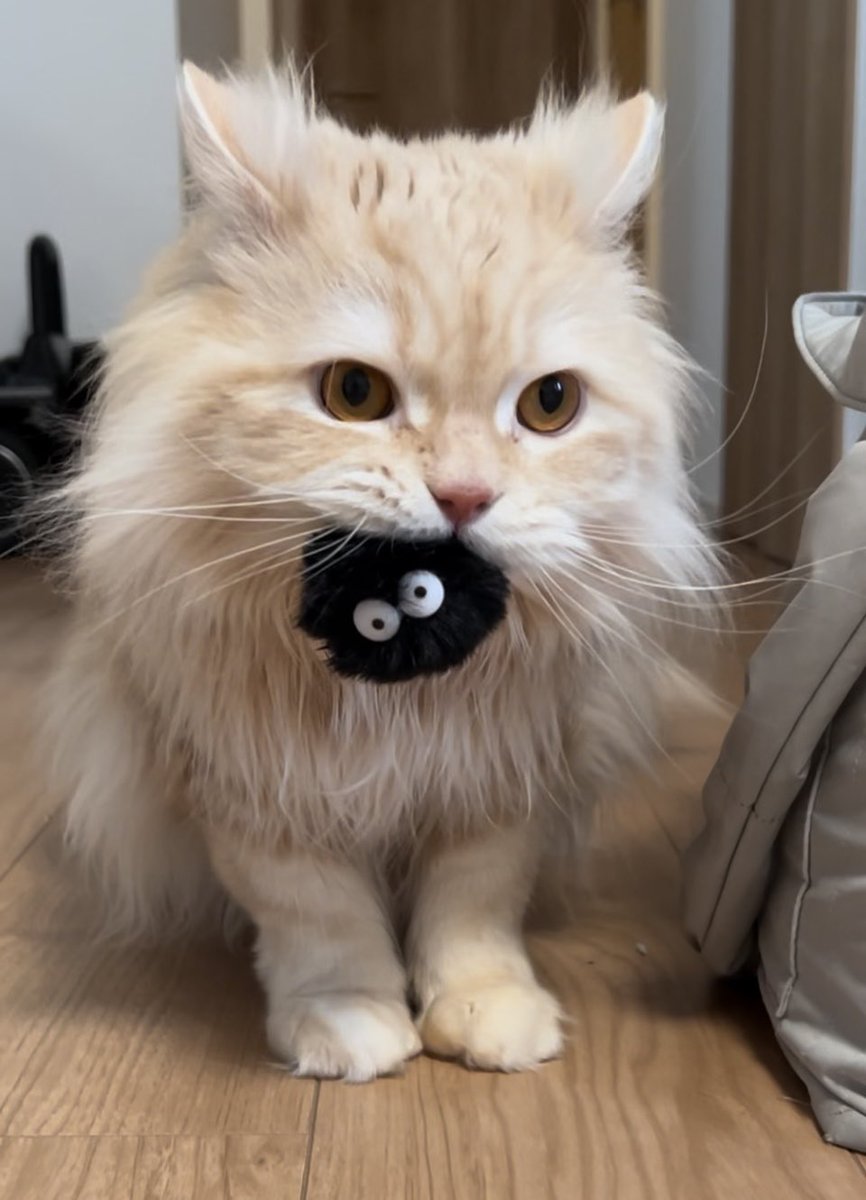 moco_0313's tweet photo. 今日1番のドヤ顔😼✨
#猫 https://t.co/2jK6jT3nzZ