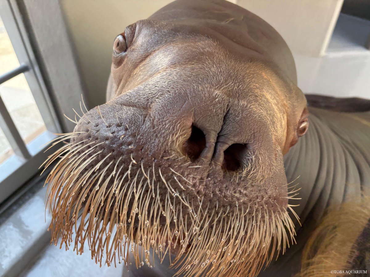 TOBA_AQUARIUM's tweet photo. いちこの遊び方: またまた飼育日記の更新が滞ってしまいました… 会議に参加したり、インフルエンザにかかったりですっかり日が空いてしまいました。 あちこちでインフルエンザ・コロナ・麻疹まで流行っているみたいなので、皆さんもお気をつけください https://t.co/vqQ23tlDcs https://t.co/KDFFupLV0H