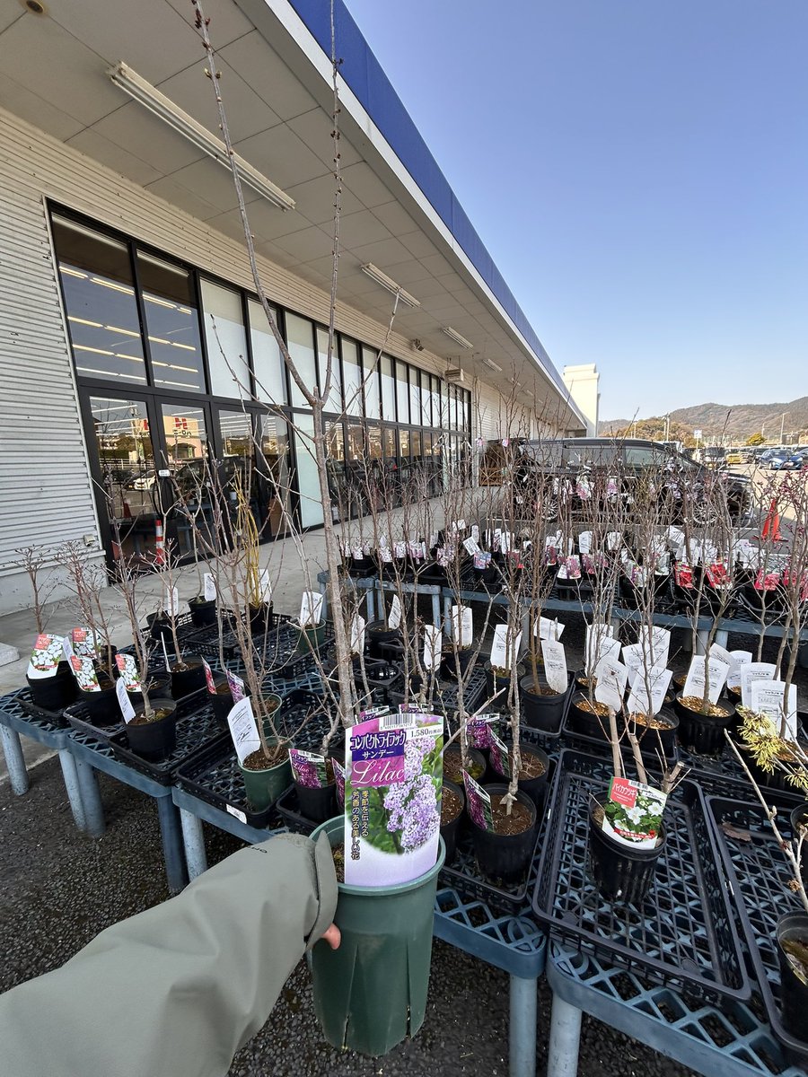 コメリパワーで楊貴妃桜を発見💡！
早速､庭に植えました。

#新居浜#西条市 
#hellonewniihama