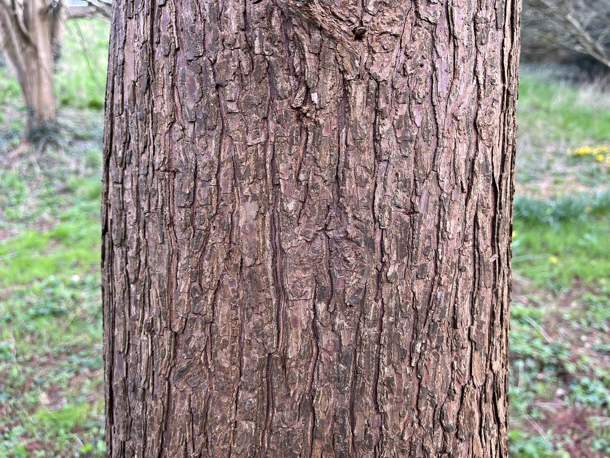 Exeter Trees tweet media