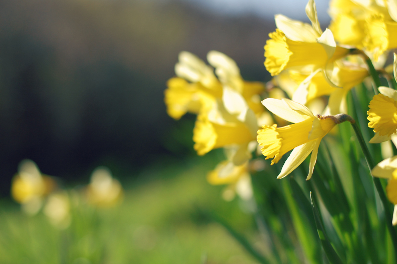 National Plant Monitoring Scheme tweet media