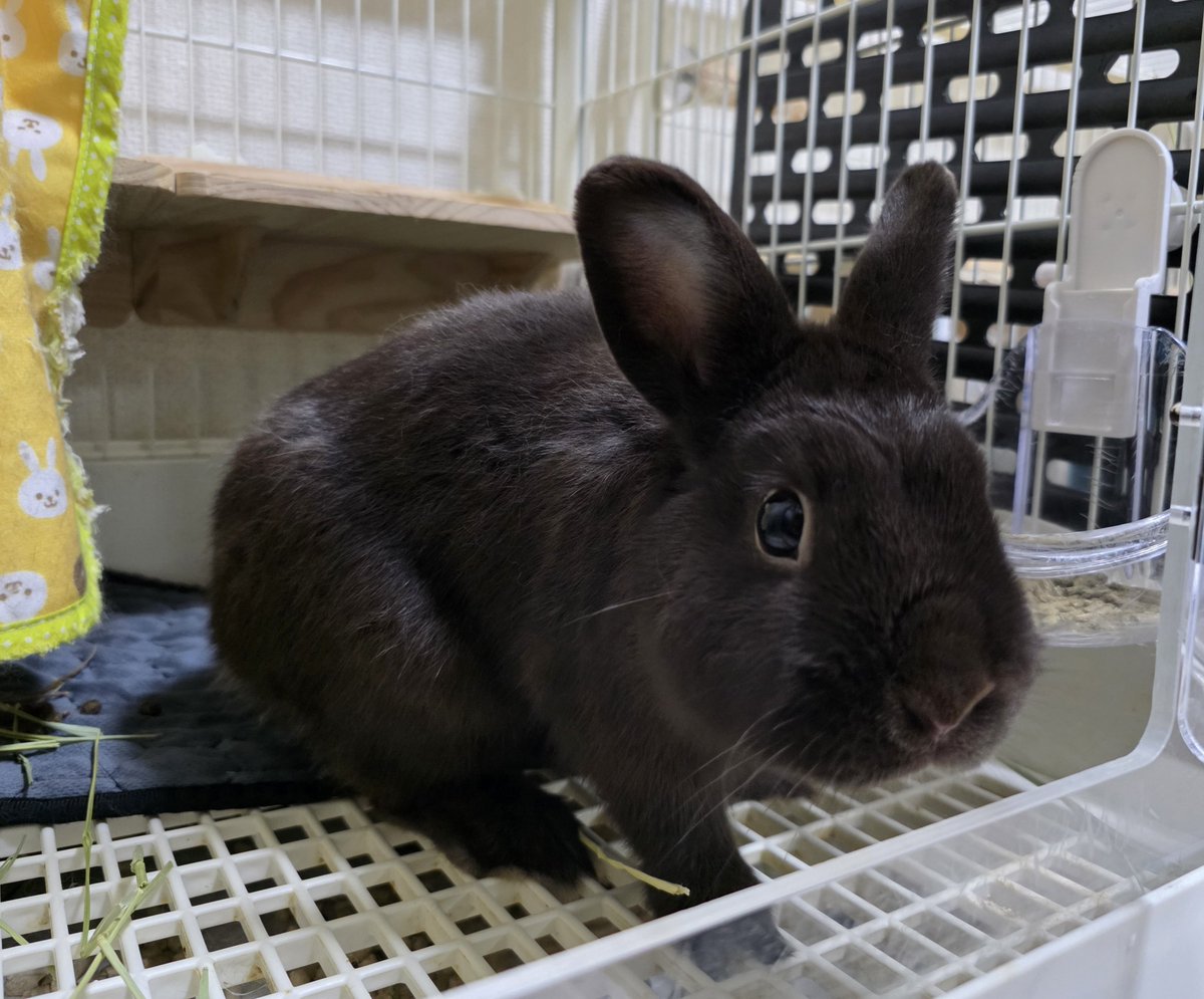 こんにちは😊🐰🐰🐰🐰 #うさぎ