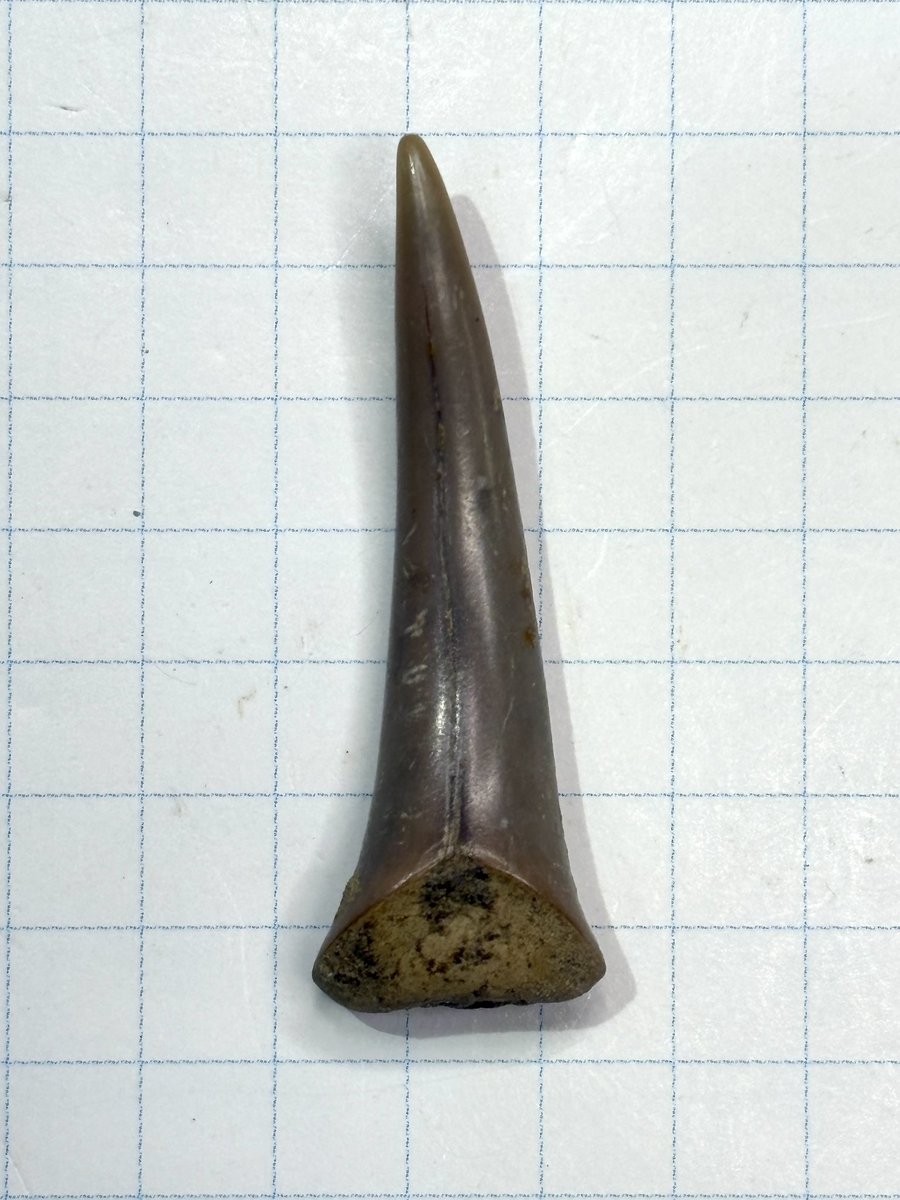 東松山市化石と自然の体験館【公式】 (@kasekitoshizen) / Posts / X