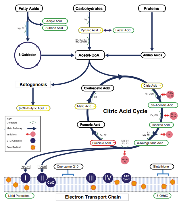 sam_soete's tweet photo. Thiamine/B1 is prob the best single example of why micronutrient maxxing matters at a systems level (if you are gonna read this, then read the whole thing)

B1 is a cofactor for pyruvate dehydrogenase. PDH converts pyruvate → acetyl-CoA. This is THE gateway reaction between glycolysis and the Krebs cycle. Without adequate B1, this step bottlenecks. Pyruvate backs up, gets shunted to lactate instead. You can see this happen on Metabolomix+/OAT testing or just measuring finger-prick lactate.

No acetyl-CoA = no NADH/FADH2 feeding the ETC = ↓ ATP across every cell. You can eat plenty of glucose and still not be able to turn it into usable energy which is when people run into issues with eating high carb.

BUT B1 does way more than just energy.

PDH also produces acetyl-CoA for acetylcholine synthesis. ↓ B1 → ↓ ACh → impaired vagal tone → ↓ gut motility, ↓ HCl secretion, ↓ bile flow, ↓ heart rate variability, ↓ parasympathetic tone overall.

This is one of the core drivers of a lot of people's gut issues btw. It is why B1 deficiency can present as POTS-like symptoms, gastroparesis, chronic constipation, weird heart rate issues.

And then you have transketolase enzyme in the pentose phosphate pathway which also needs B1. This pathway produces NADPH (key for antioxidant defence, glutathione recycling, fatty acid synthesis etc) and ribose-5-phosphate for DNA/RNA synthesis and repair.

Branched-chain alpha-ketoacid dehydrogenase (another enzyme) is also B1 dependent. This enzyme catabolizes branched chain amino acids. ↓ B1 → ↑ BCAA accumulation. Also something you can sometimes pick up on metabolomix+ testing altough arguably NutrEval is a lot better for this.

So from ONE micronutrient deficiency you get a whole bunch of shit going wrong:

- ↓ ATP production
- ↓ Acetylcholine → autonomic dysfunction
- ↓ Gut motility and full digestive cascade
- ↓ Antioxidant capacity (NADPH)
- ↓ DNA repair substrate
- ↑ Lactate (exercise intolerance, muscle pain)
- ↑ Dysfunctional BCAA and amino acid metabolism

Youend up with fatigue, brain fog, poor digestion, slow motility, exercise intolerance, and autonomic dysfunction.

Maybe in the centralized system you get 5 different diagnoses and 5 different specialists, and a dozen drugs. No bueno.

B1 demand scales with carb intake btw. Higher carb = more pyruvate = more PDH activity needed = more B1 required. High calorie modern diets with refined carbs are essentially increasing B1 demand while providing almost none of it - this is what Dr Lonsdale figured out!

Alcohol does the same as it inhibits B1 absorption and ↑ urinary excretion.

This is what systems biology looks like at the micronutrient level. One cofactor touching everything.