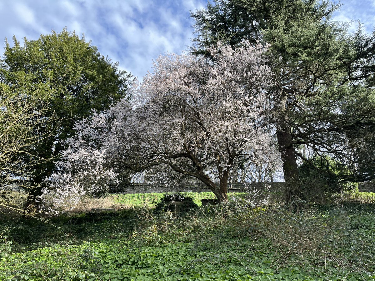 Exeter Trees tweet media