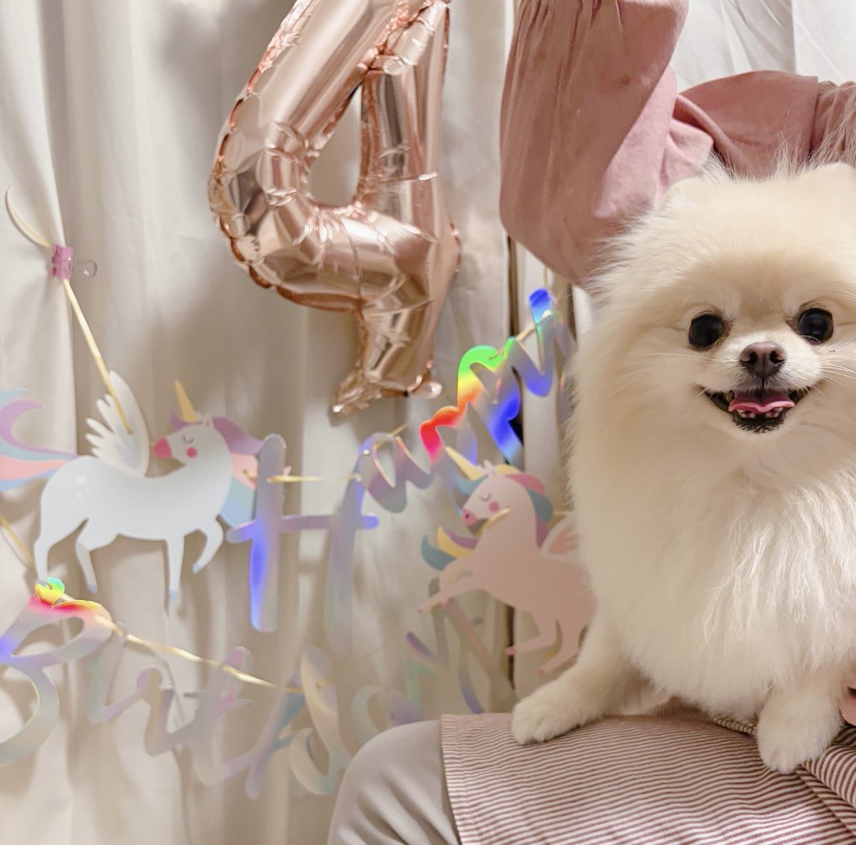 ポメラニアンのたお♡ tweet media