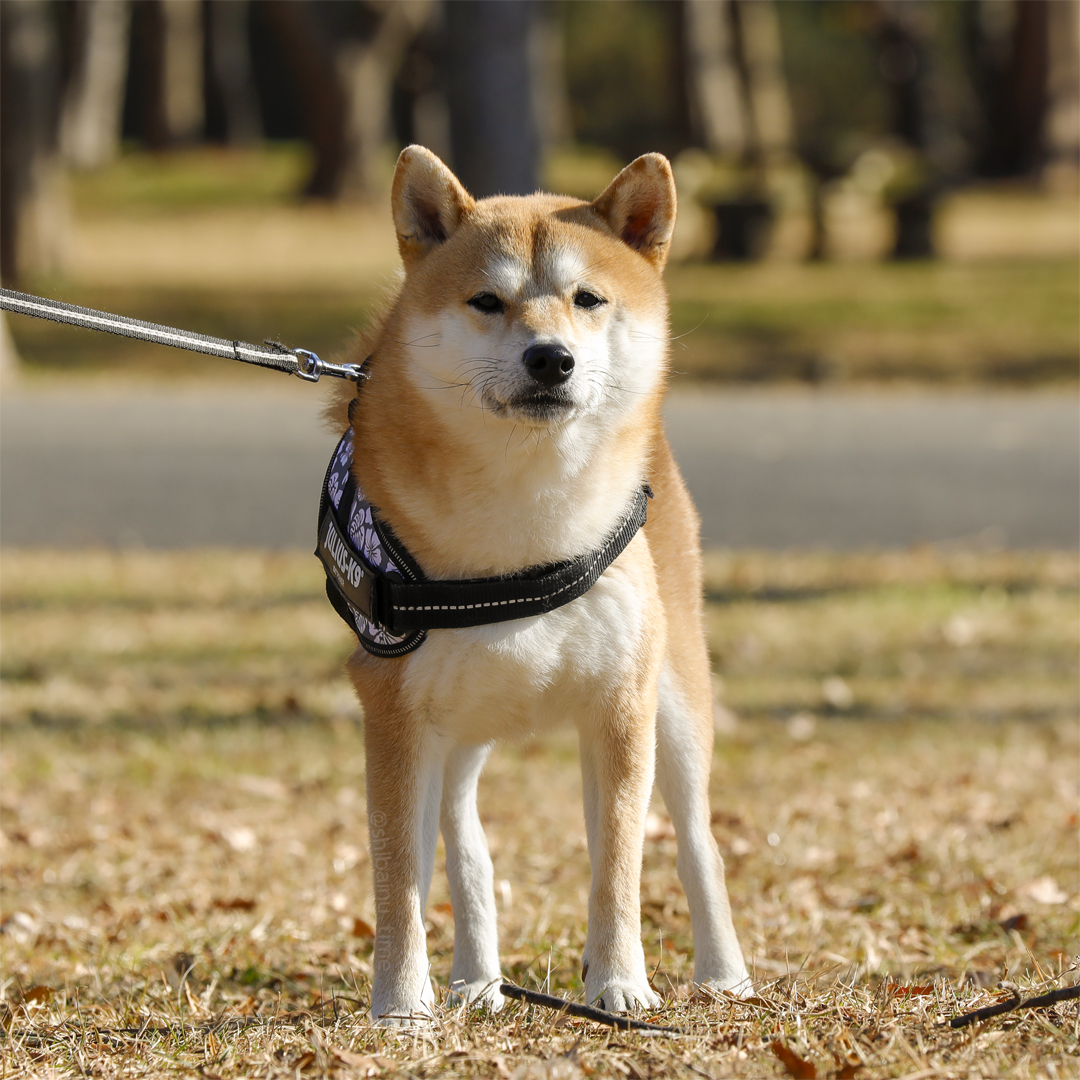 shibainu_time's tweet photo. おはようございます。

#柴犬 #豆柴 #柴犬がいる暮らし https://t.co/tbxFUEv7XS