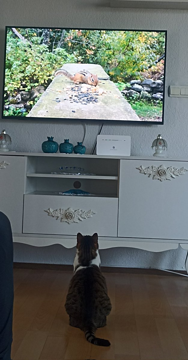 Her Pazar sabahı koşa koşa barbie'yi izlememiz gibi her pazar sabahı sincapları izliyor