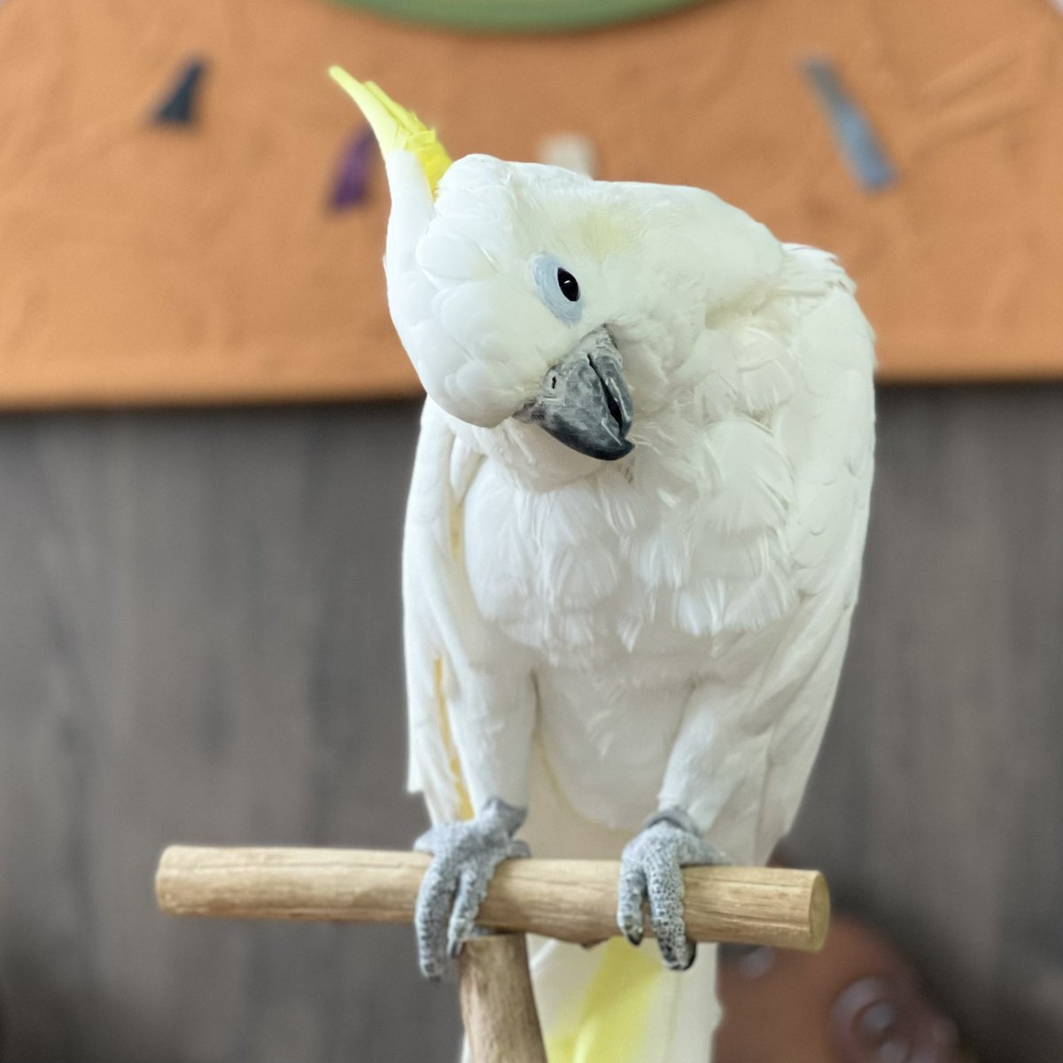 parrot_freak's tweet photo. 今日の☕️オウムカフェ 🕊️キバタンが大活躍。 🎹ジェラルド・ウィギンス・トリオの演奏とともに穏やかな時間でした。
生チョコのモンブランも人気でした。

#キバタン #parrotlovers  #SulphurcrestedCockatoo #birdcafe https://t.co/fYGoZ15QQf