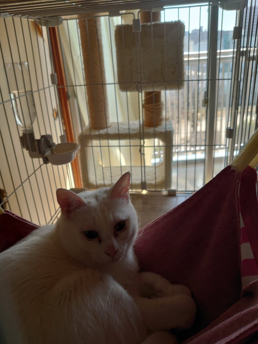 MomoKota (@MomoKota6) / Posts / X