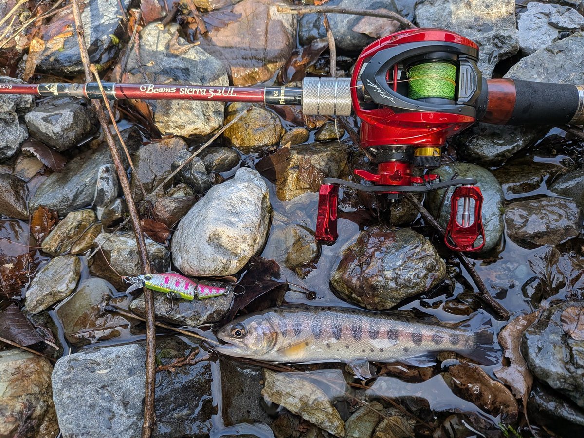 ringonopapa's tweet image. 入間漁業協同組合様...解禁おめでとうございます！㊗️🎉
昨日、自分で放流して...今朝、無事解禁出来ました！🥰
 #入間漁業協同組合
 #Fishman  #BeamsSierra52UL
 #ハイスター  #Giu99カーボン
 #ダイワ  #シルバークリーク
 #スローフォールカスタム