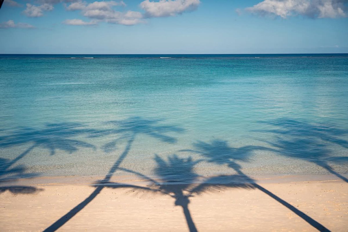 beachtag's tweet image. 🌴Palm Sunday.

Tropical. State. of. Mind.

Be Here ~ 2️⃣0️⃣2️⃣6️⃣

#seeyousoon #BeachcomberExperience #hellomarch🌸