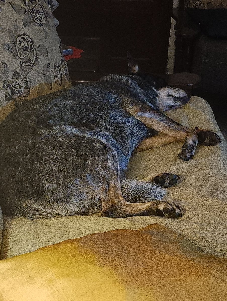 Rica Foggetti tweet media