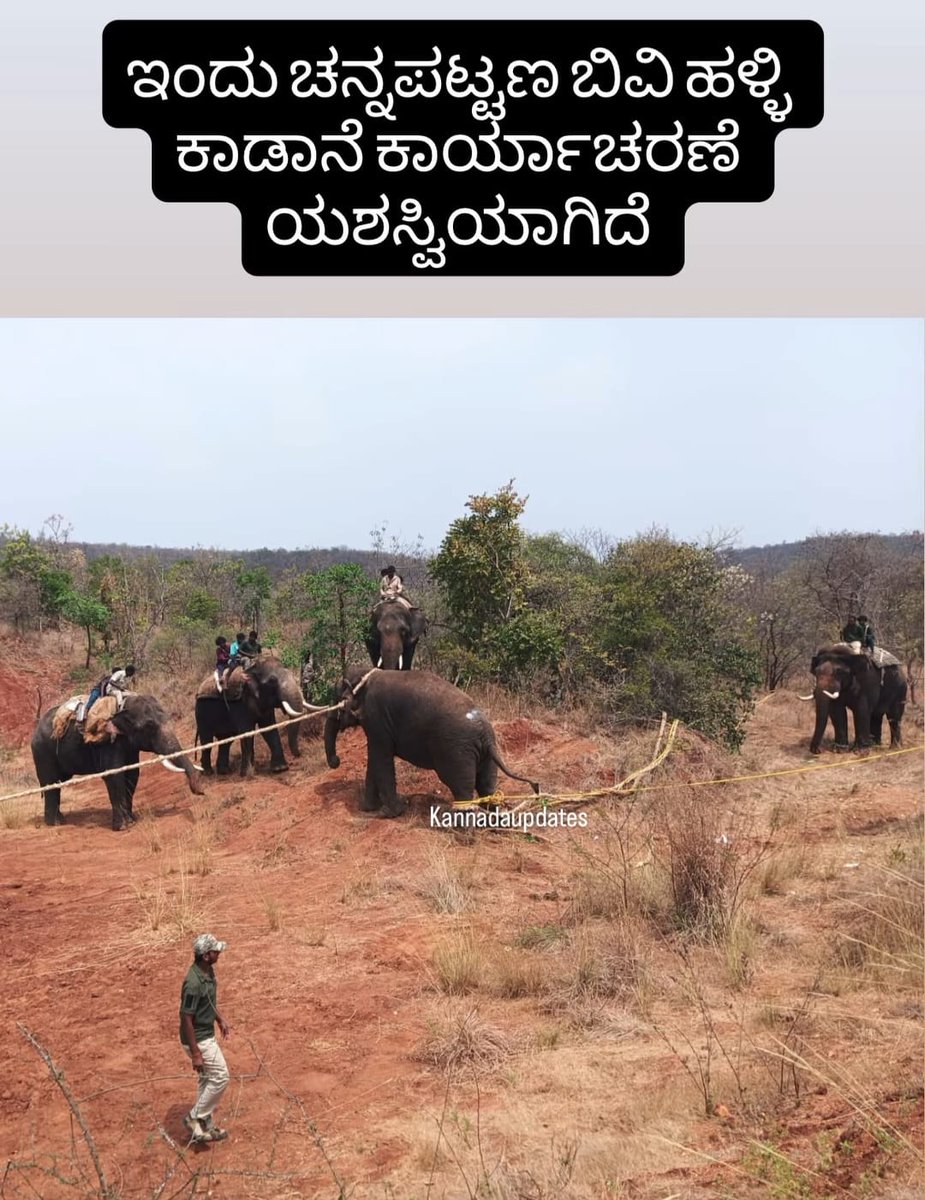 rh_wilderness's tweet photo. #Ramanagara #ElephantCaptured
This has become more of a tradition than a pragmatic solution to #HEC let's not forget that previously a #Makhna which was captured in the same area died after being captured.
@aranya_kfd https://t.co/tarptmoOyg
