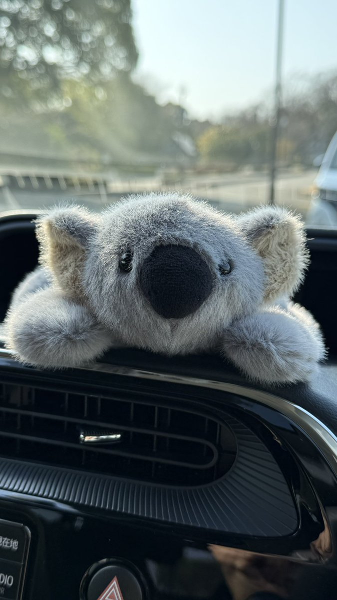 ショップを覗いたらAQUAから新しいコアラのぬいぐるみが出てました