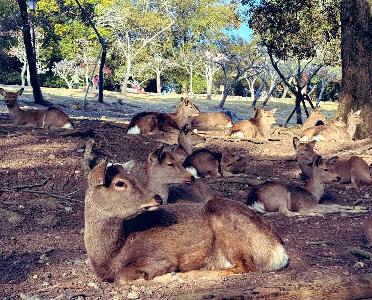 奈良公園で人生初の人力車🚗
子どももテンション上がって楽しんでたし
お兄さんの話も上手で満足度高かった🫶
うちの子鹿と話せるみたいで
キーキー言い合ってて草