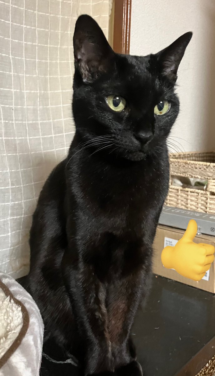 ちょっといいですか？実家のねこちゃん16才なんですけどっゃっゃすぎん？？？？こねこ？？？