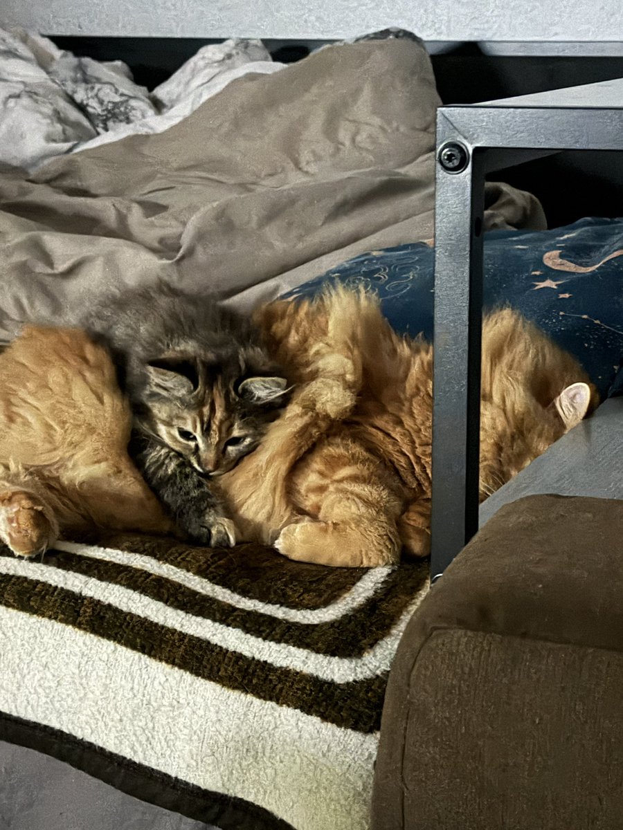 riven luna tweet media