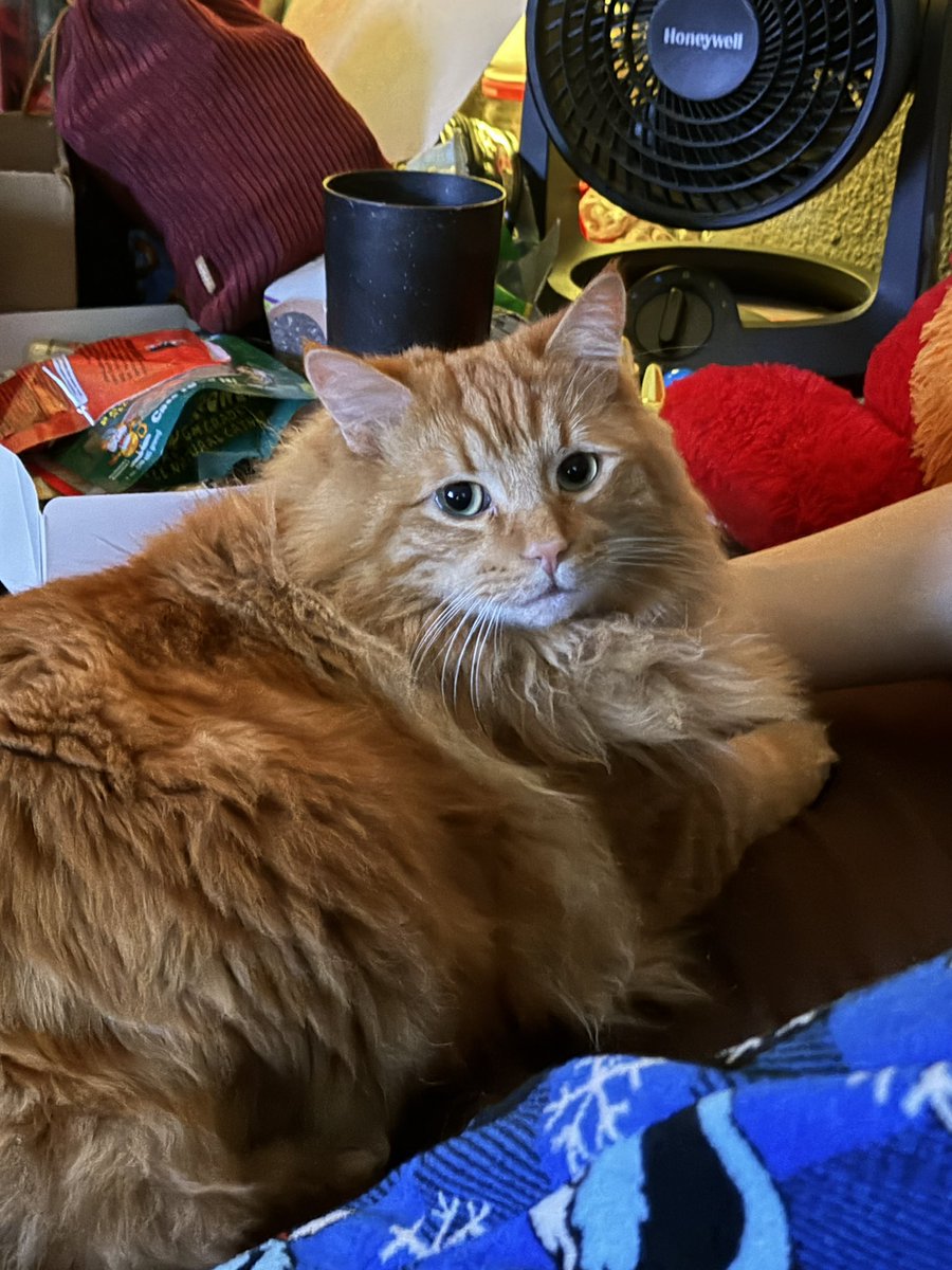 riven luna tweet media