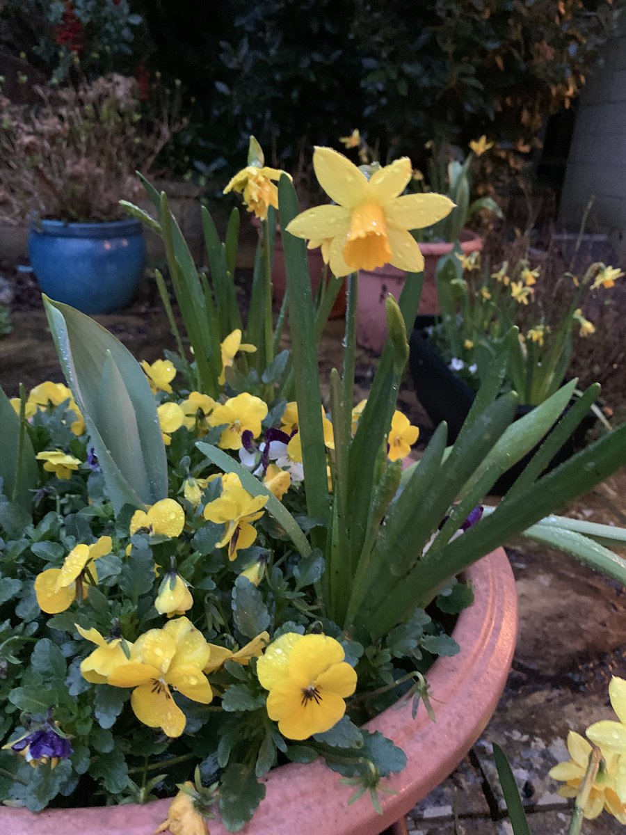 Dydd Gŵyl Dewi Hapus