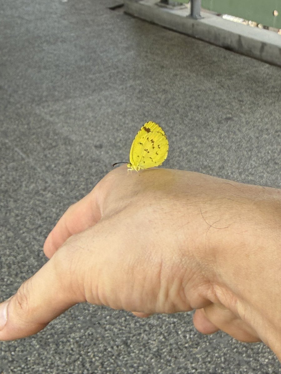 Siravariety tweet media