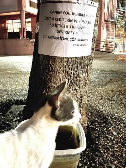 izmirgeyik's tweet photo. İzmir’de, bir okulda Müdür Yardımcısı olarak görev yapan Burcu Öğretmen, öğrencilere merhameti öğretmek amacıyla, 20 kedi, 4 köpek, 5 papağan ve 3 keçiyle “hayvansever okul” modeli oluşturdu. https://t.co/g6YYLkMY9P