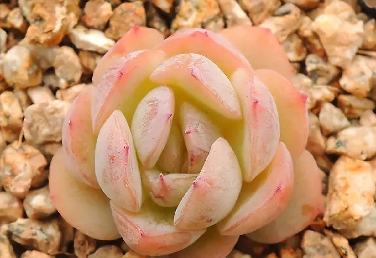 grbranimarukyu's tweet image. "When your 'quick 5-min meeting' turns into a 30-min deep dive… but your desk plant side-eye says everything.  #WorkHumans #MeetingVibes"