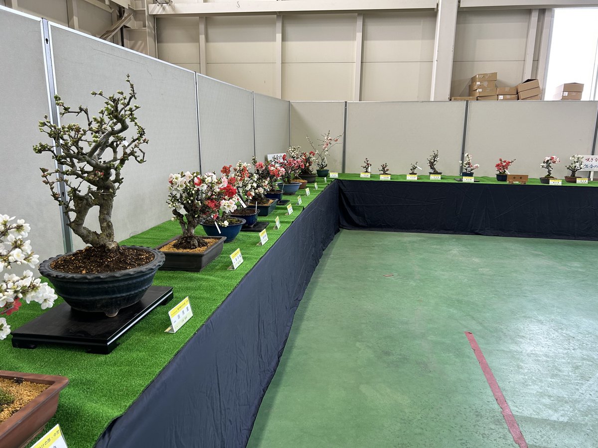 がんかす tweet media