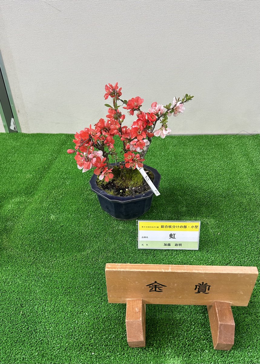 がんかす tweet media