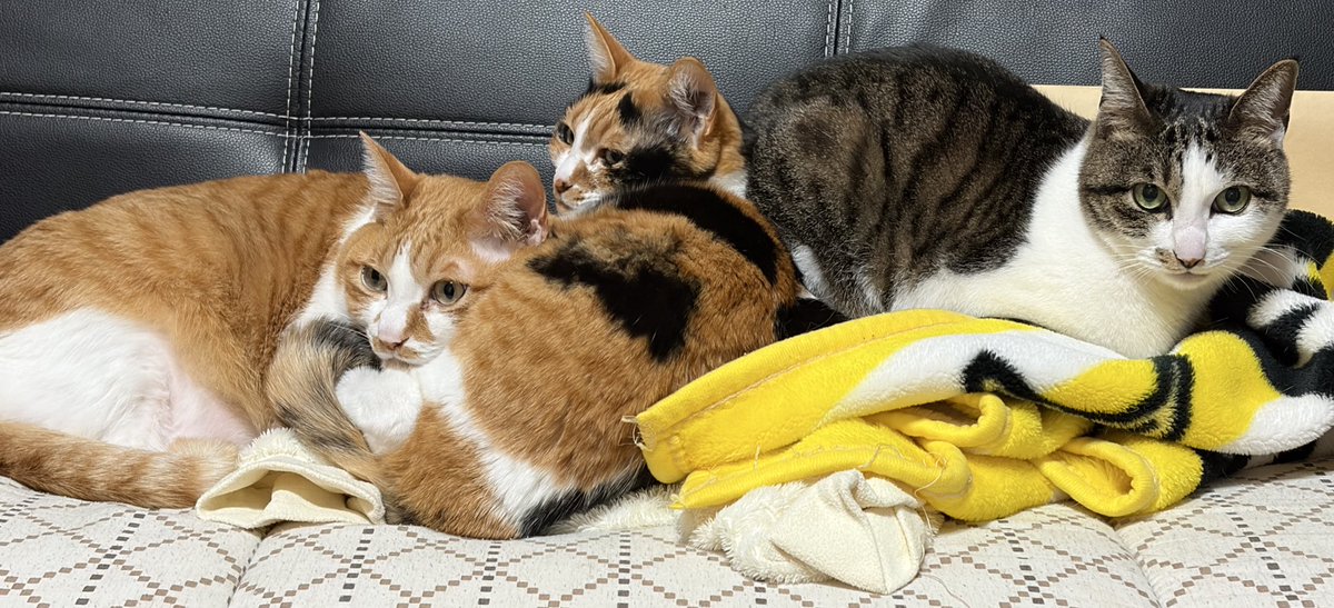 MARIE_BASHI's tweet photo. @kawamura_emiko うちの子たちの小さい頃にそっくりでついついコメントしちゃいました🐱🫶 https://t.co/3PM3Y0ortb