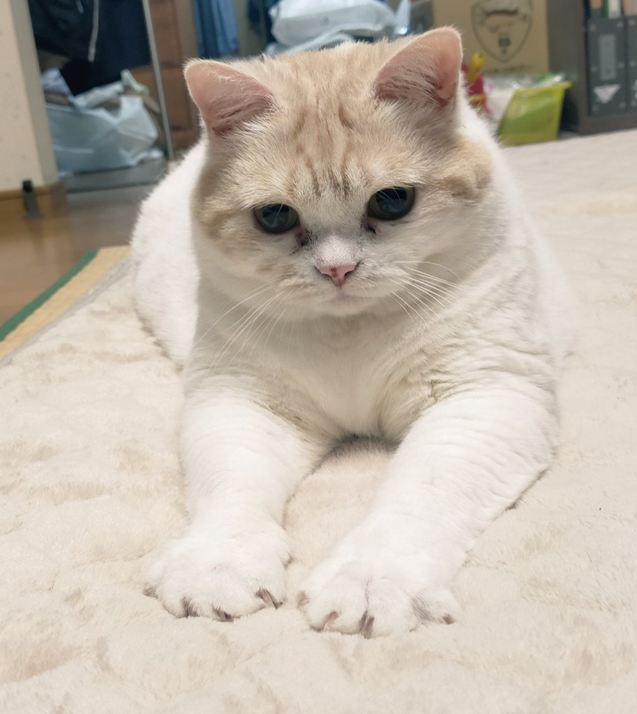 まさまさ(猫) (@nyanyanya0902) on Twitter photo 