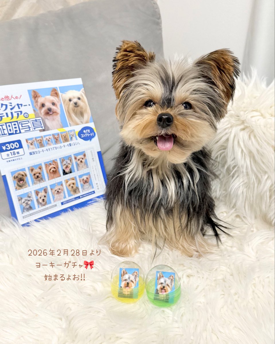 ヨークシャーテリアの証明写真ガチャ◓♡誰が出るかなっ💖フクちゃんは