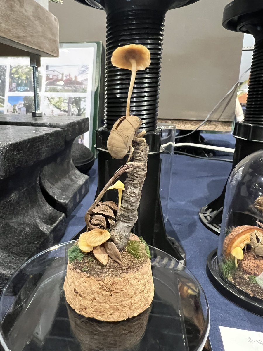 Fun Model tweet media