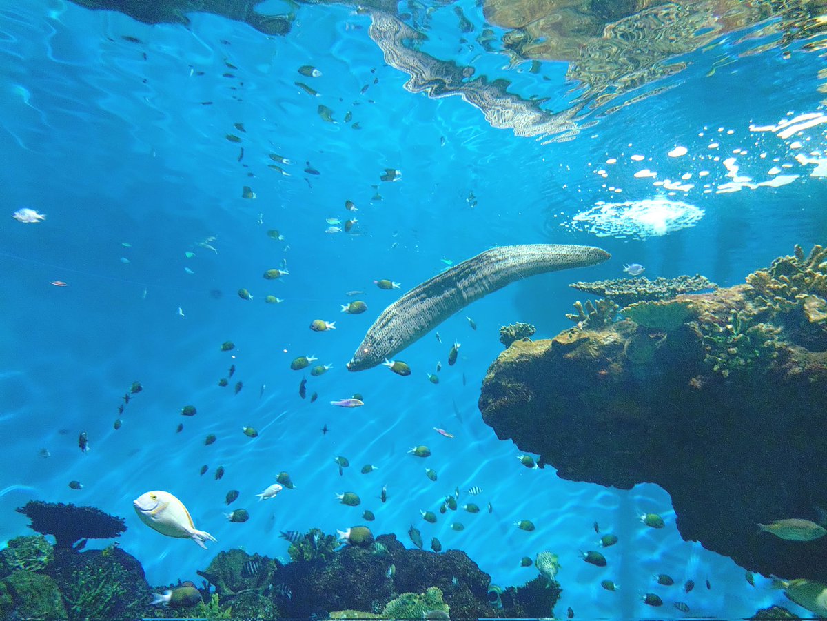 かごしま水族館に寄る。
