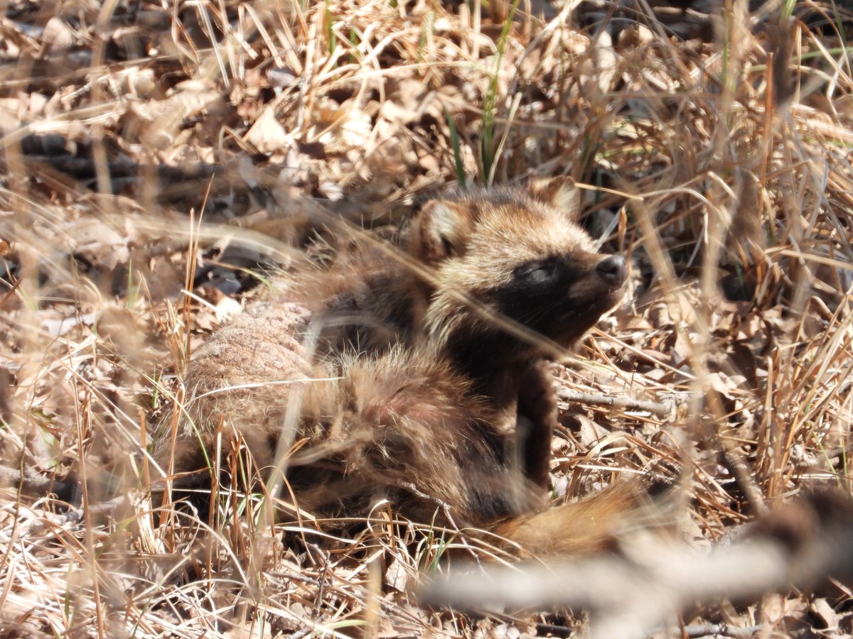 Post by んゅし on X: たぬきちさん…