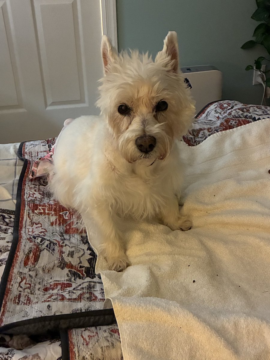 CharlietheWestie tweet media