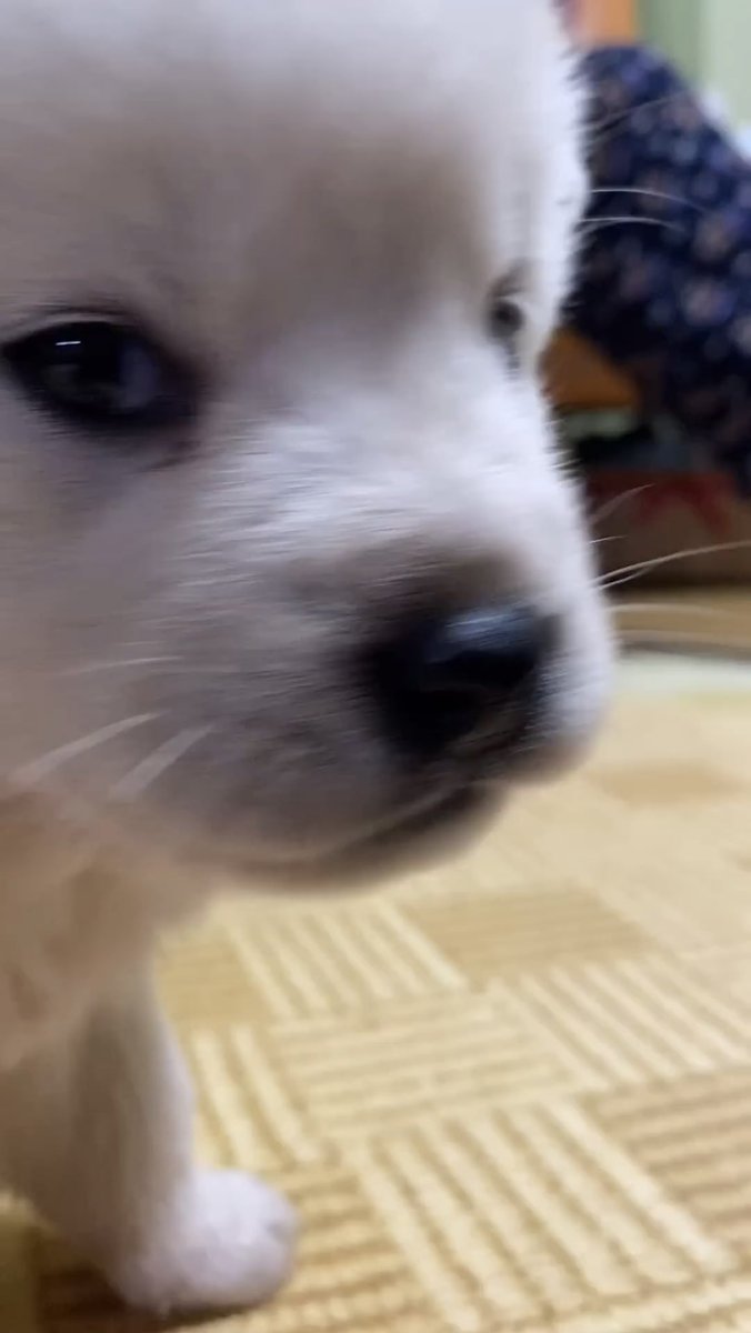 mogwa (@twsyunim) on Twitter photo 